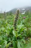 View full-size image Lagotis glauca