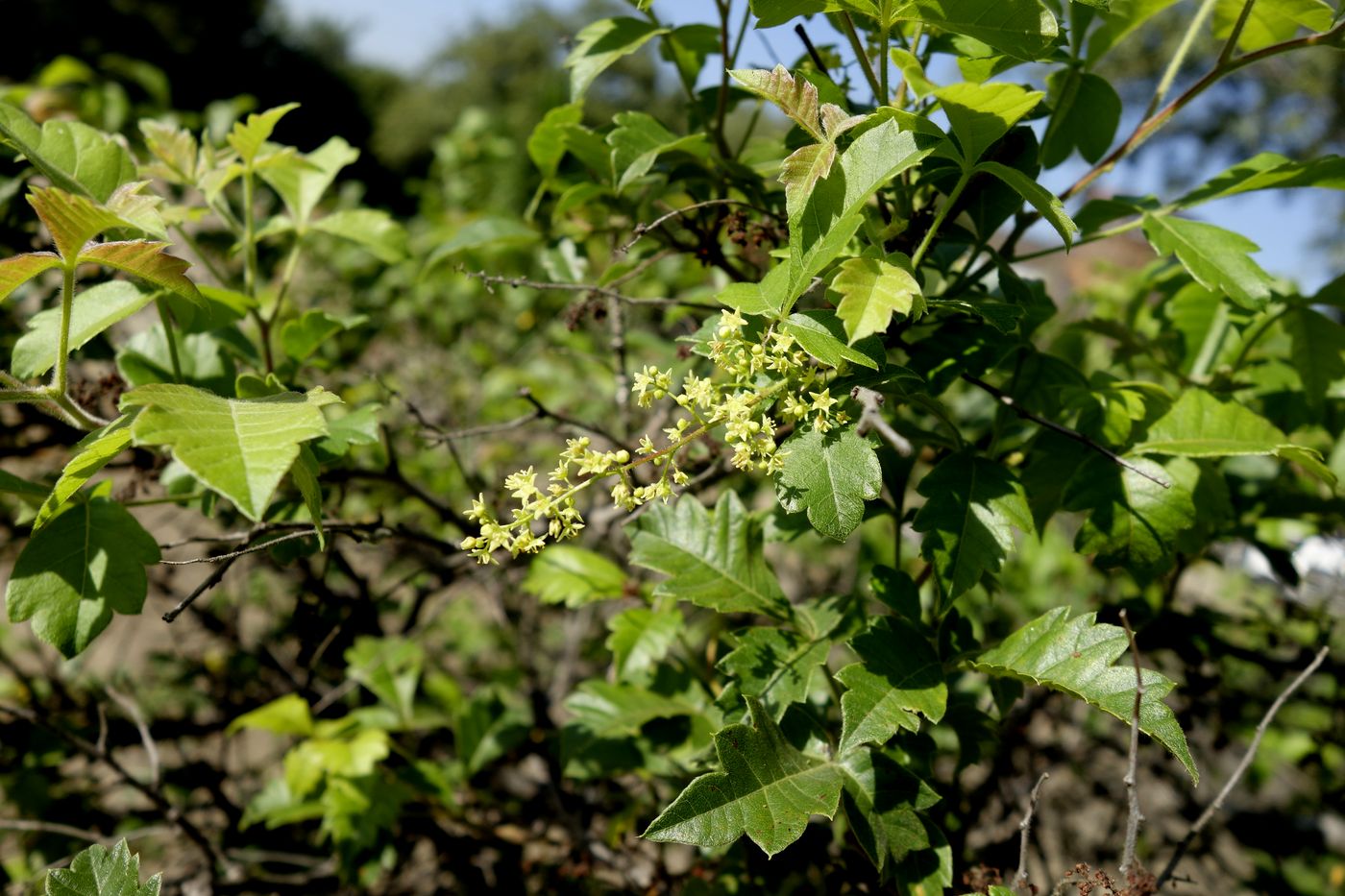 Изображение особи Searsia dentata.