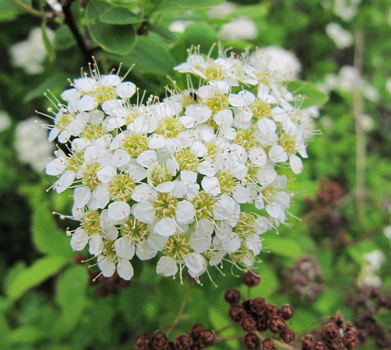 Image of Spiraea media specimen.