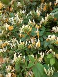 View full-size image Lonicera japonica