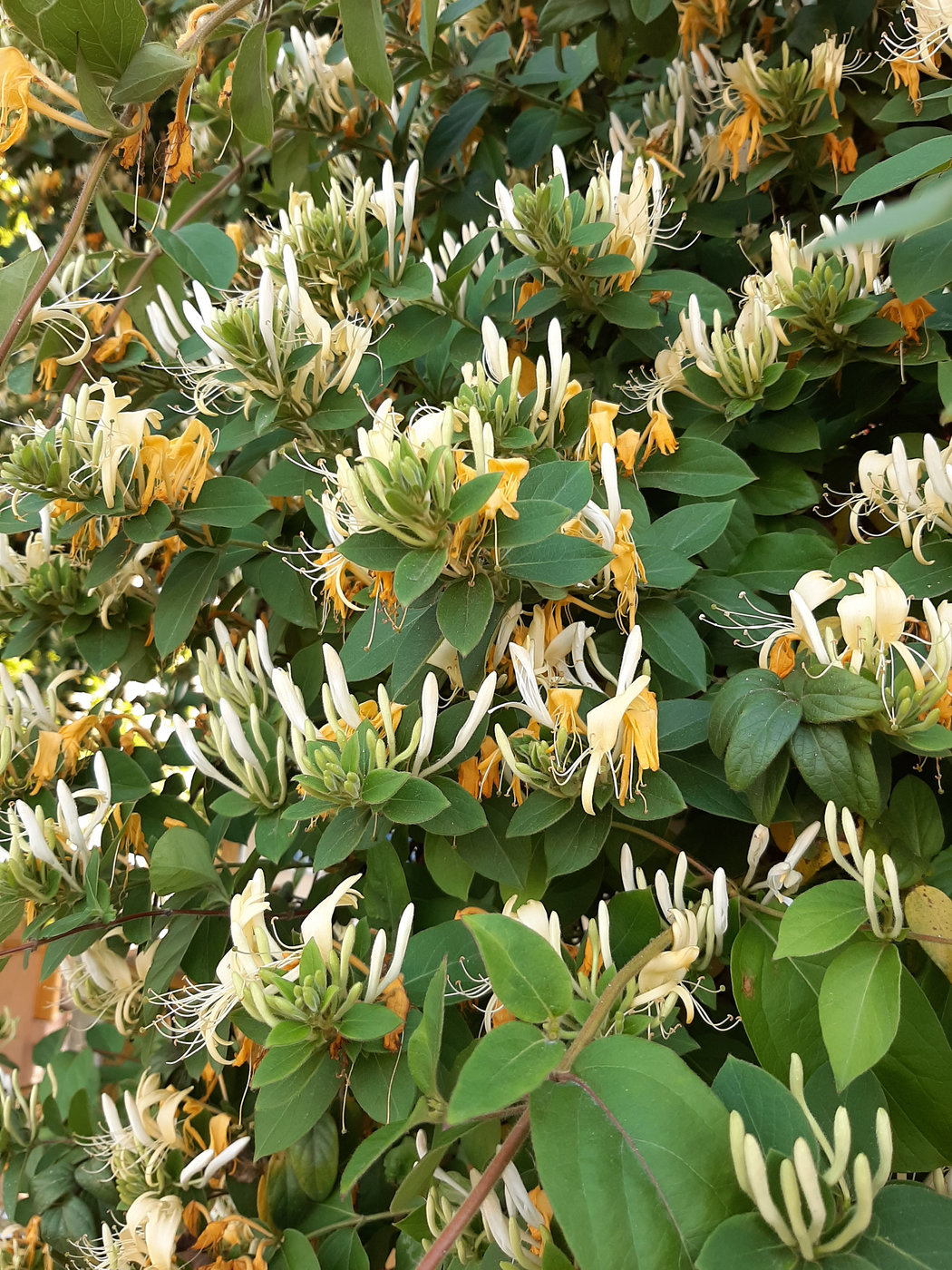 Image of Lonicera japonica specimen.