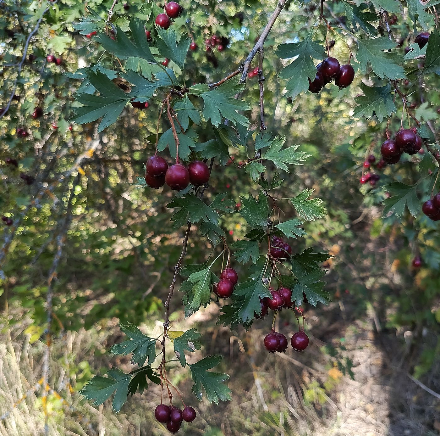 Image of genus Crataegus specimen.