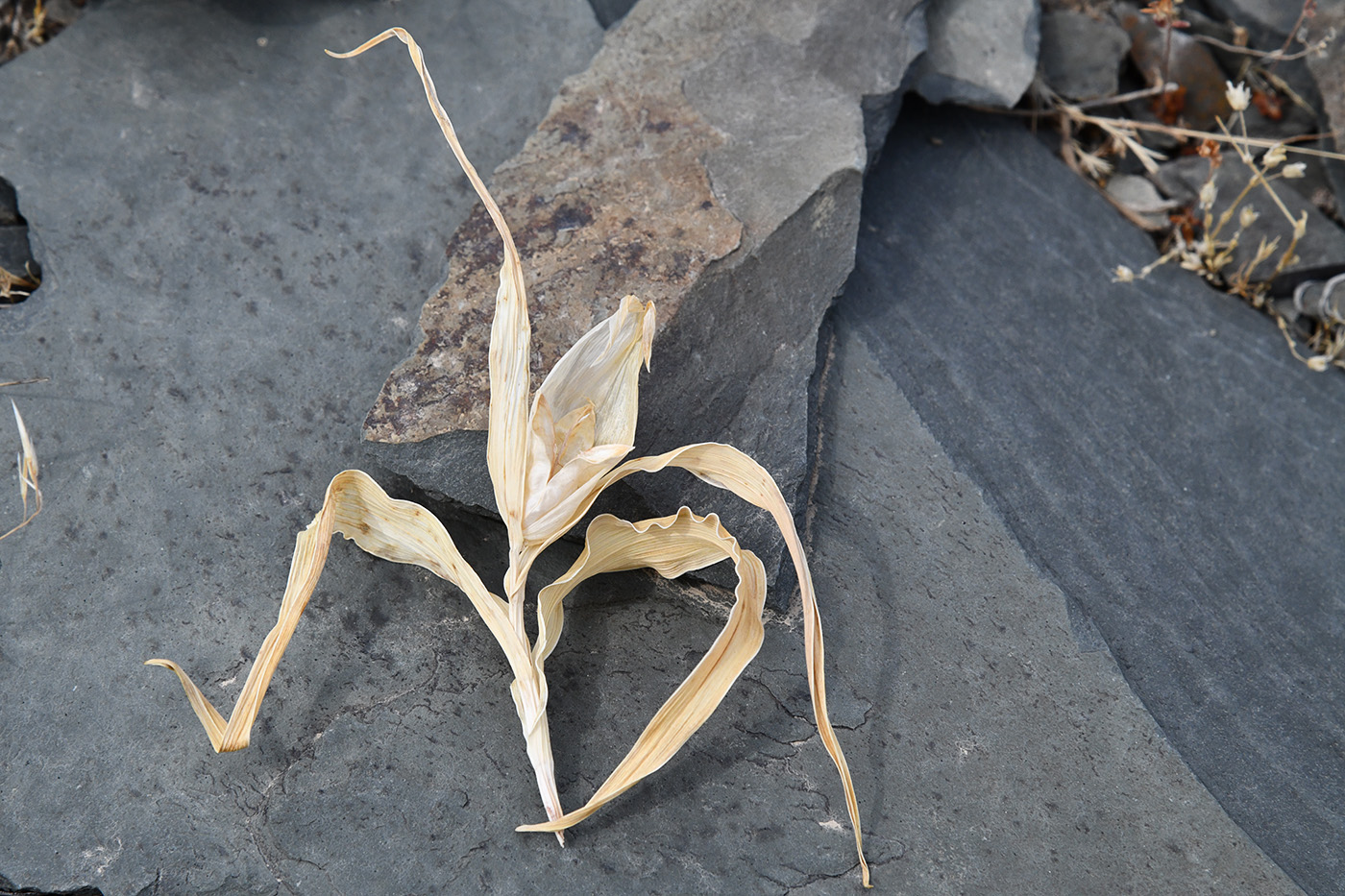 Image of Juno kuschakewiczii specimen.