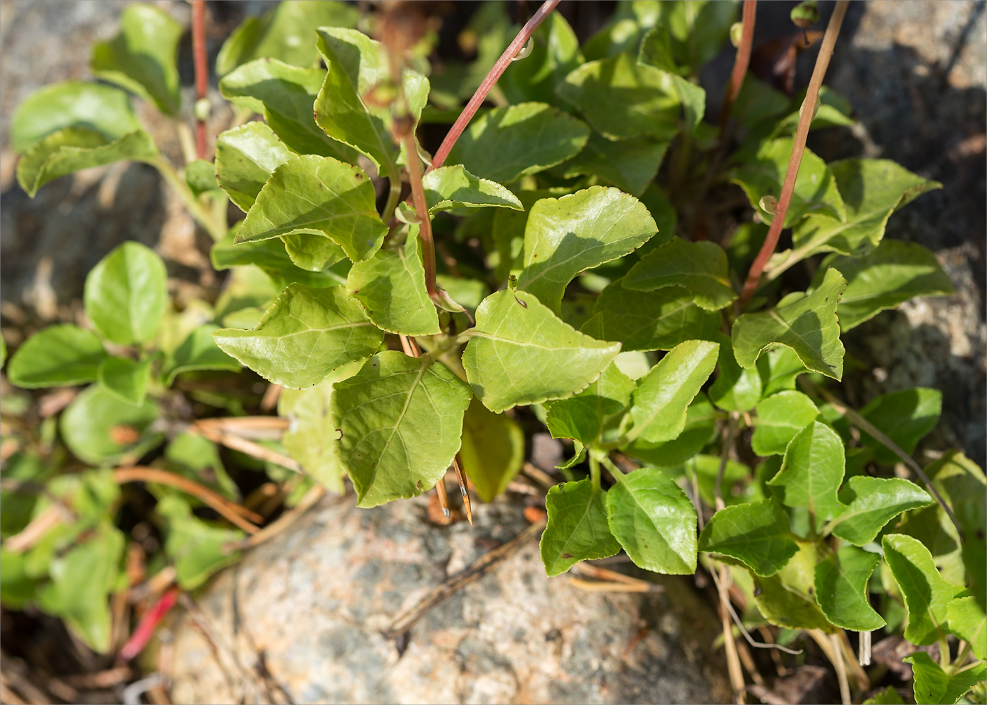 Image of Orthilia secunda specimen.