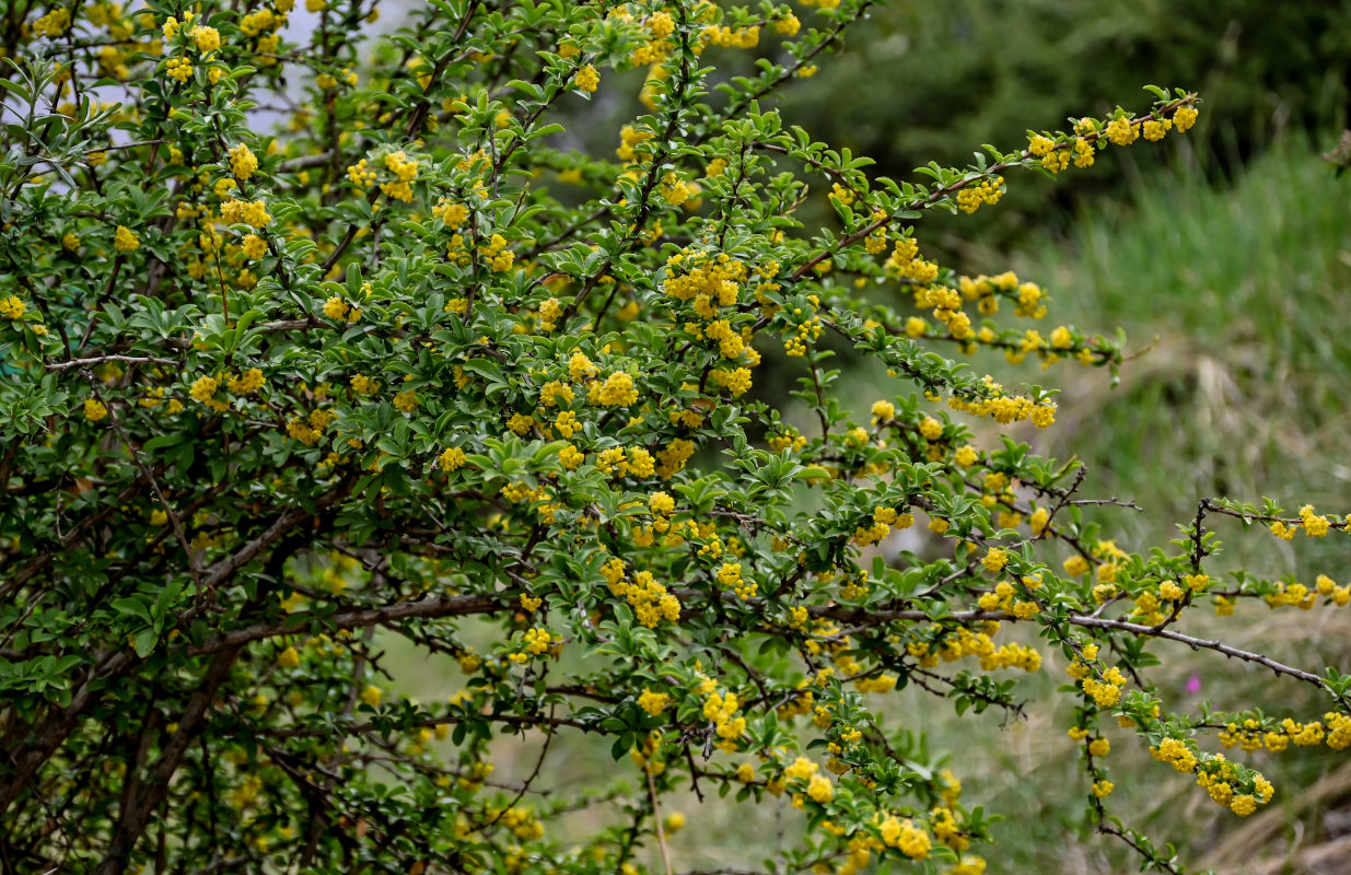 Изображение особи Berberis dubia.