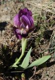 Iris lutescens