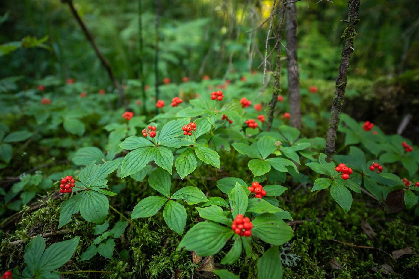 Изображение особи Chamaepericlymenum canadense.