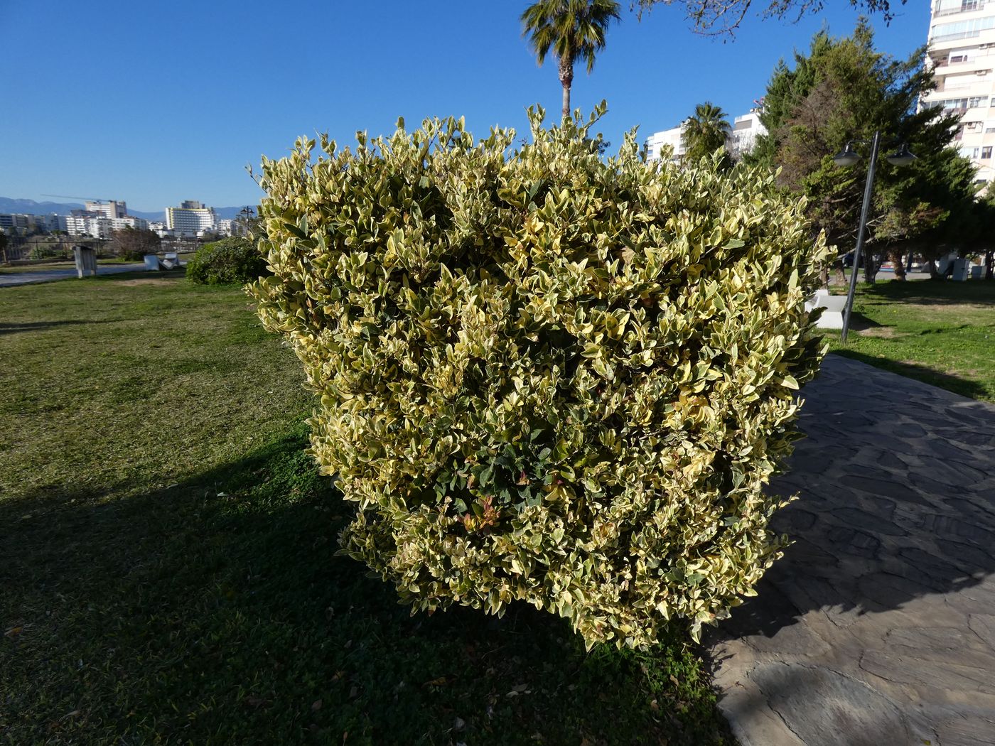 Изображение особи Euonymus fortunei.