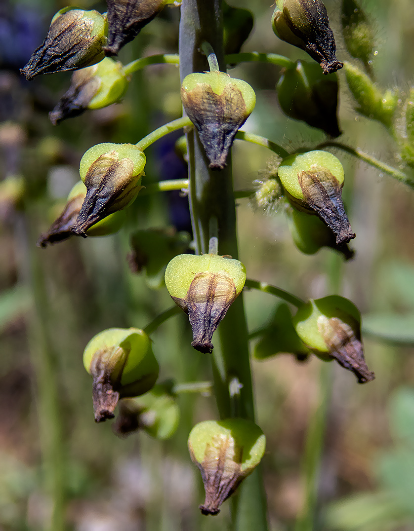 Image of Muscari neglectum specimen.