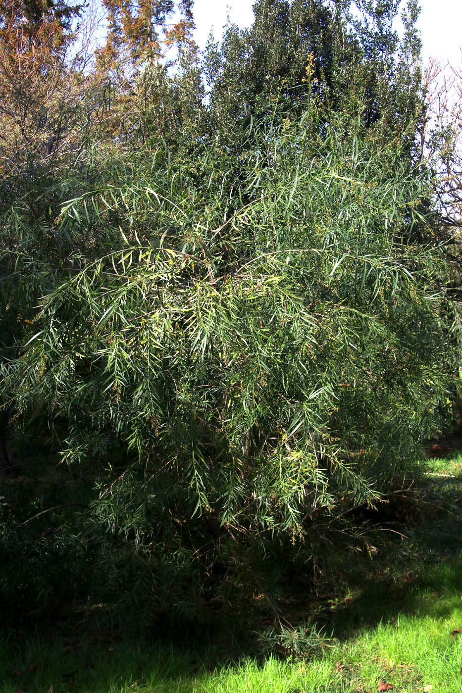 Изображение особи Freylinia lanceolata.