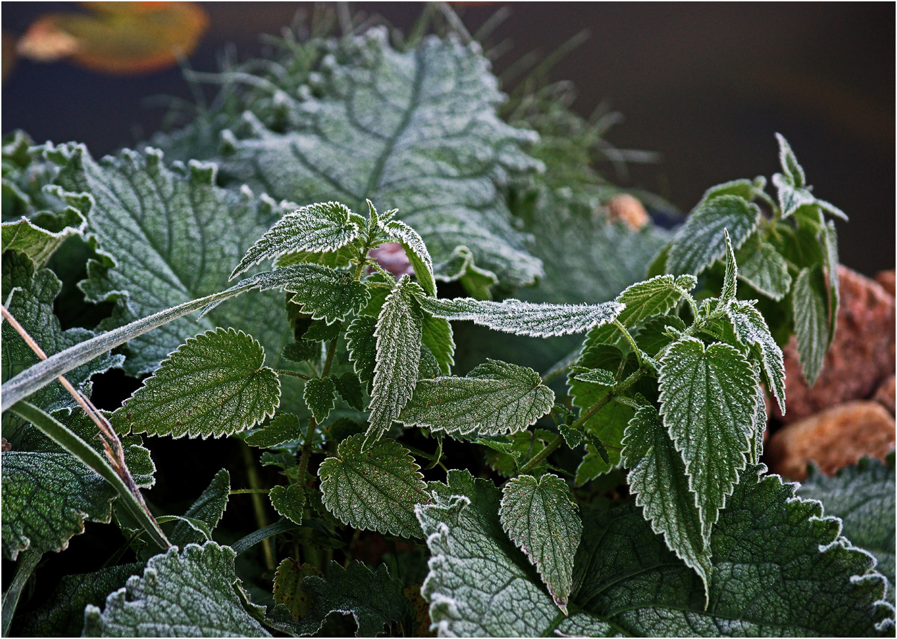 Image of Urtica dioica specimen.