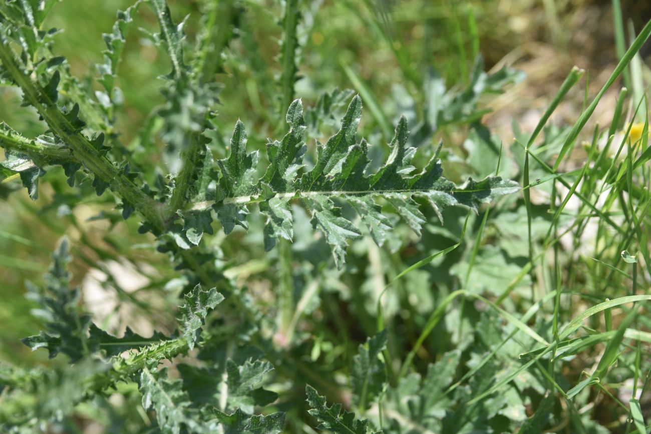 Изображение особи род Carduus.