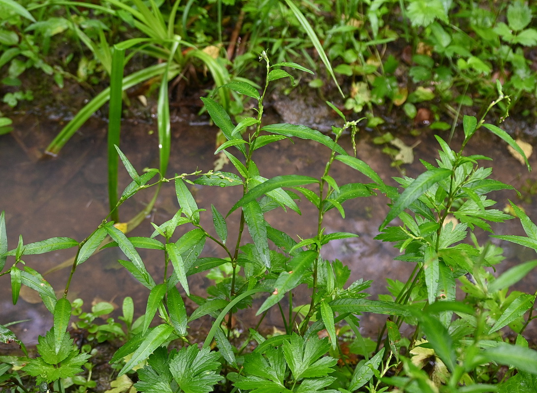 Изображение особи род Persicaria.
