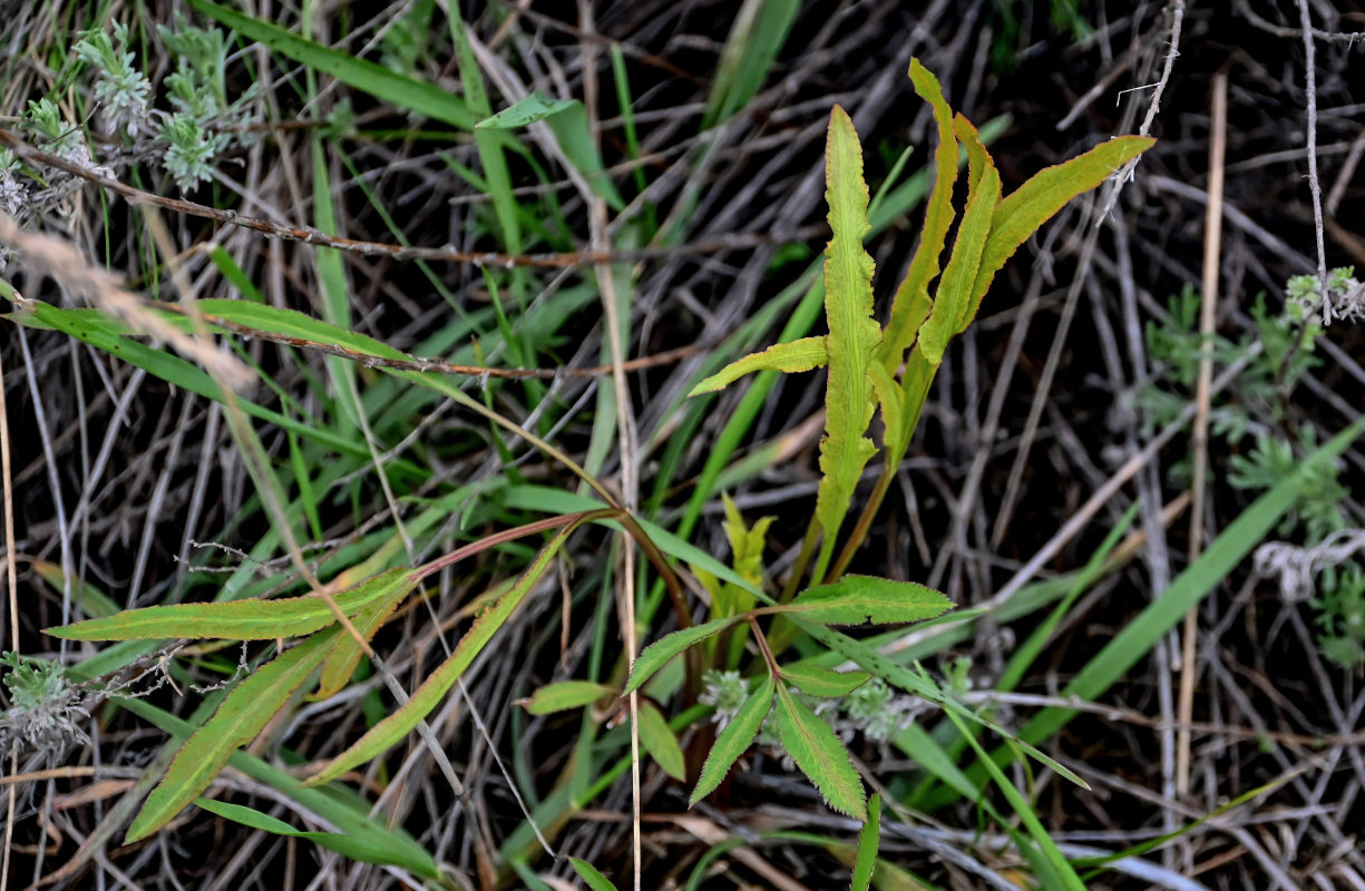 Image of Falcaria vulgaris specimen.