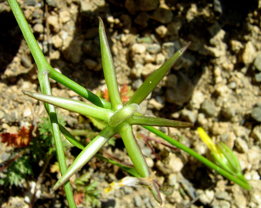 Изображение особи Rhagadiolus edulis.