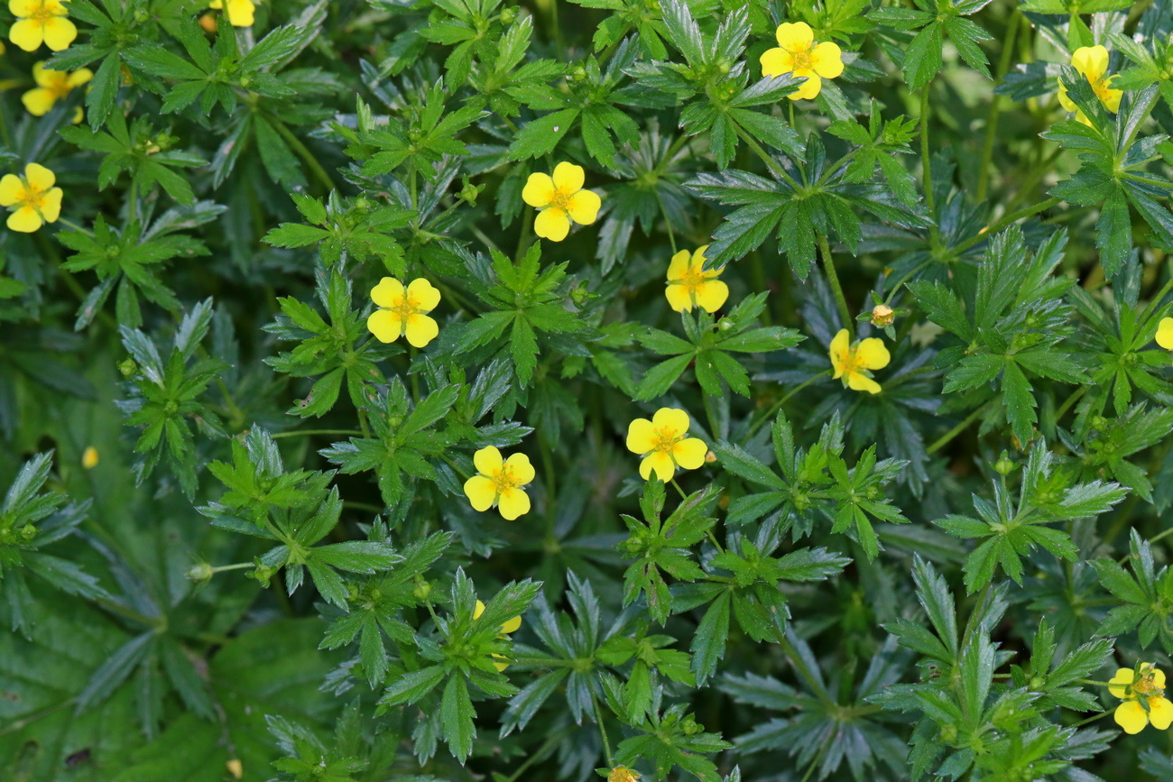 Изображение особи Potentilla erecta.