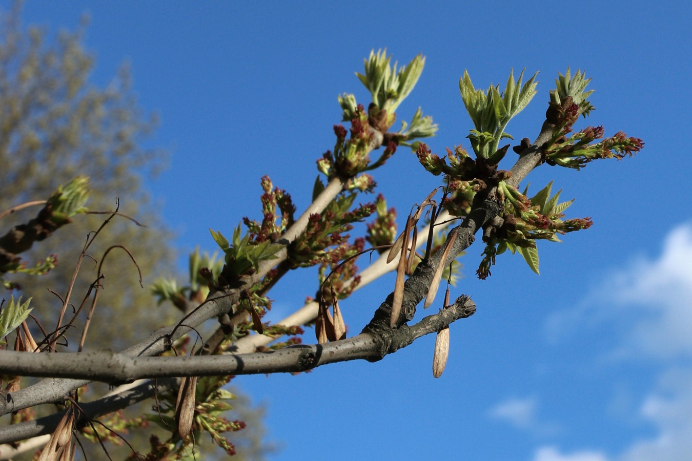 Изображение особи Fraxinus pennsylvanica.