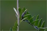 род Vicia. Часть стебля с боковым листом. Московская обл., Раменский р-н, окр. дер. Хрипань, садовый участок. 10.06.2026.