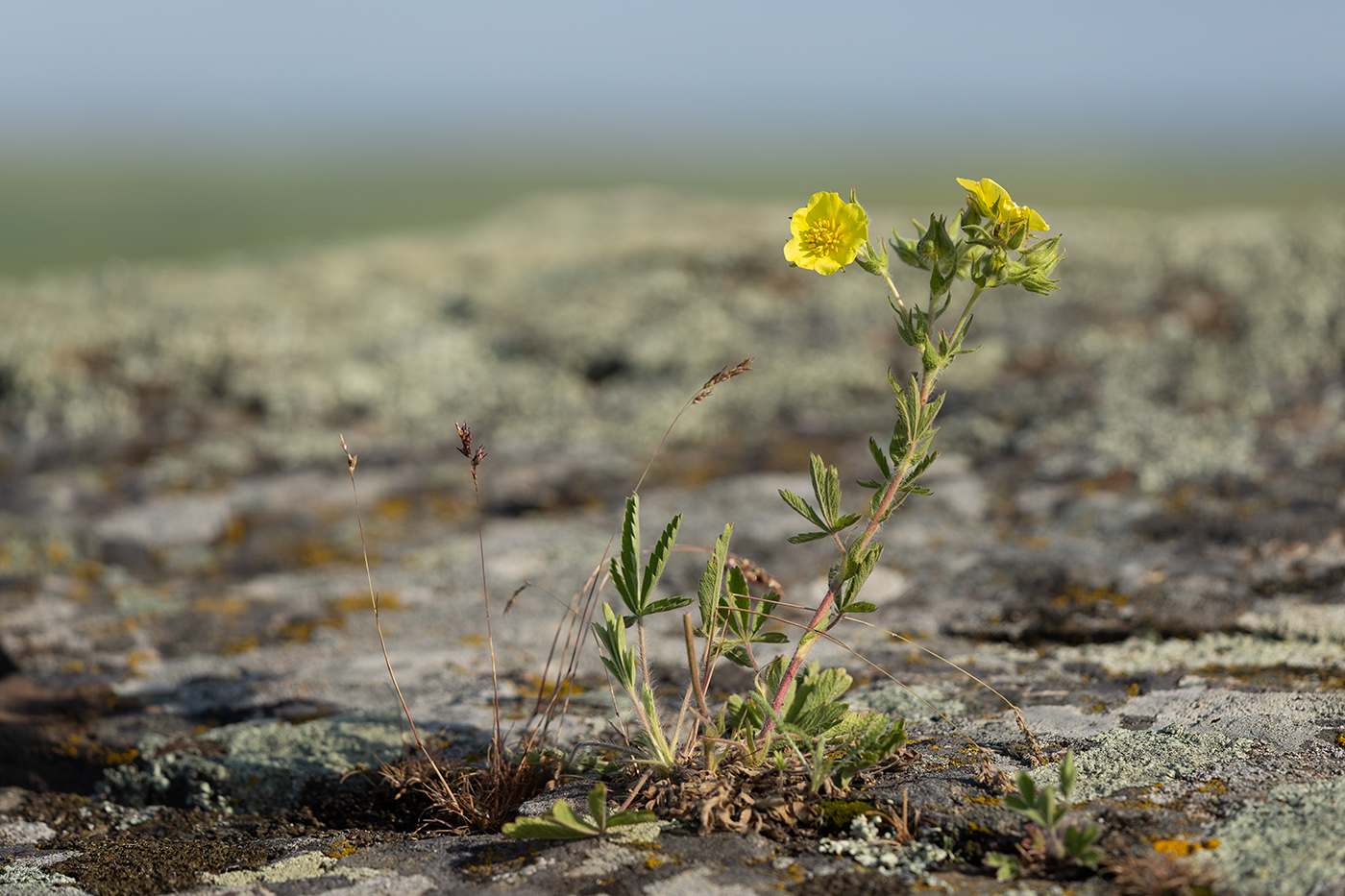 Image of Potentilla astracanica specimen.