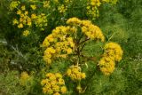 семейство Apiaceae. Соцветие. Грузия, край Самцхе-Джавахети, Аспиндзский муниципалитет, самый край Ахалкалакского плоскогорья, окр. с. Саро, выс. ок. 1450 м н.у.м., луг. 8 июня 2026 г.
