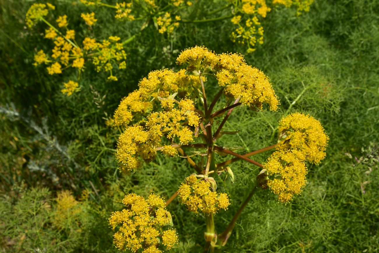 Изображение особи семейство Apiaceae.