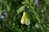 род Onosma