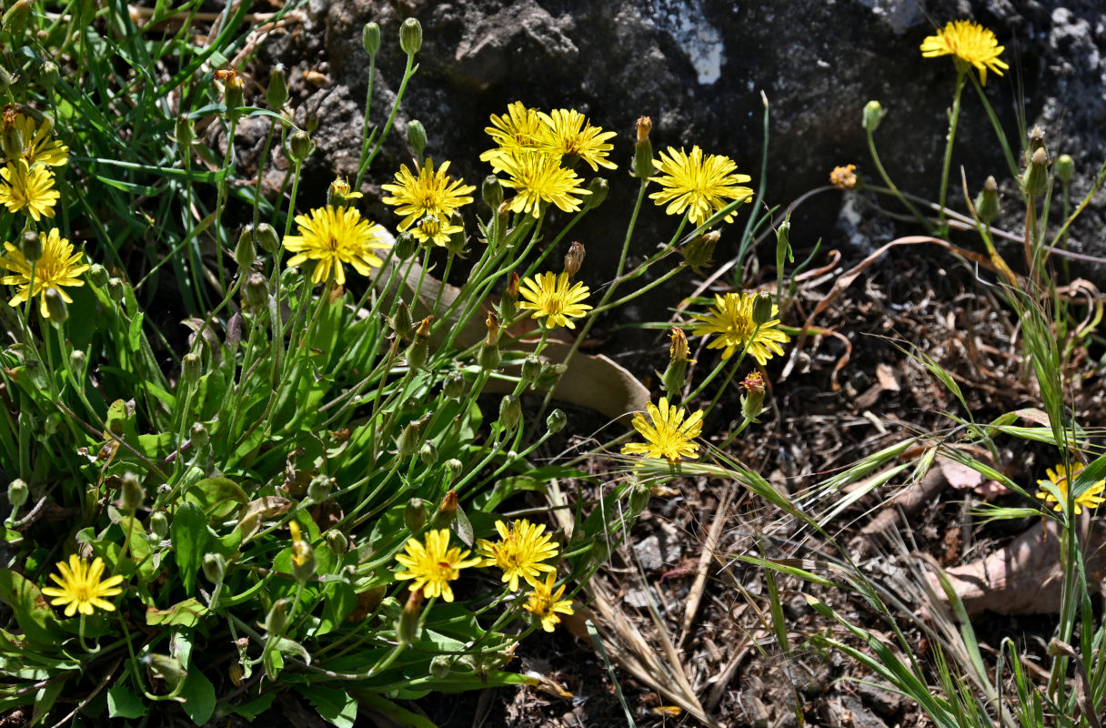 Image of Crepis vesicaria ssp. taraxacifolia specimen.