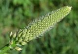 Eremurus aitchisonii. Соцветие на стадии бутонизации. Узбекистан, г. Ташкент, Ботанический сад им. Ф.Н. Русанова, в культуре. 05.04.2026.