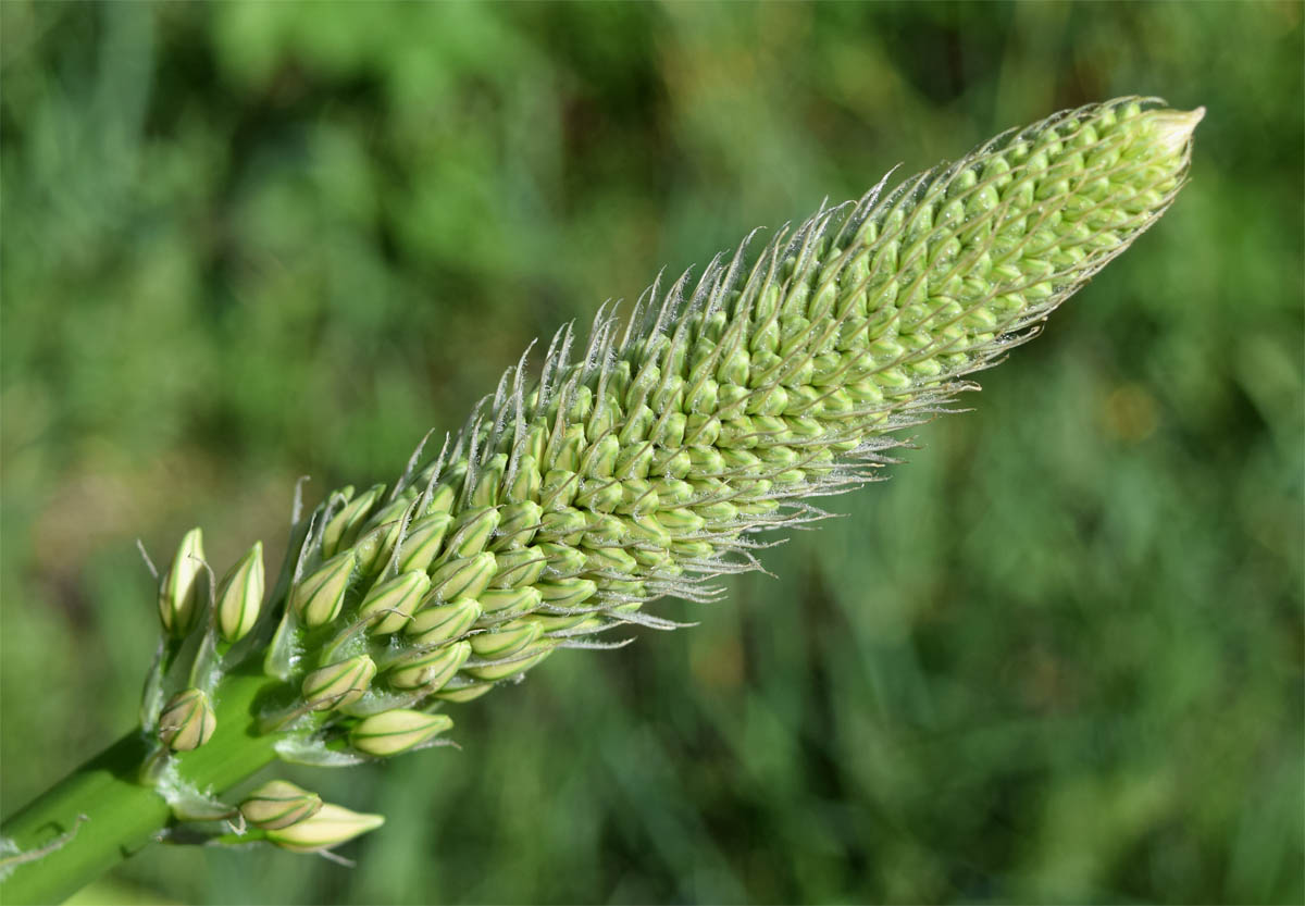Image of Eremurus aitchisonii specimen.