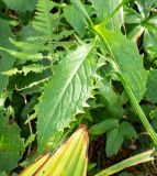 Crepis coreana. Лист. Хабаровский край, р-н имени Лазо, массив горы Ко, гора Столовая, выс. ≈ 1650 м н.у.м., каменноберёзовый лес на верхней границе лесного пояса. 02.08.2026.