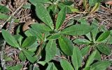 Смотреть изображение Pilosella officinarum
