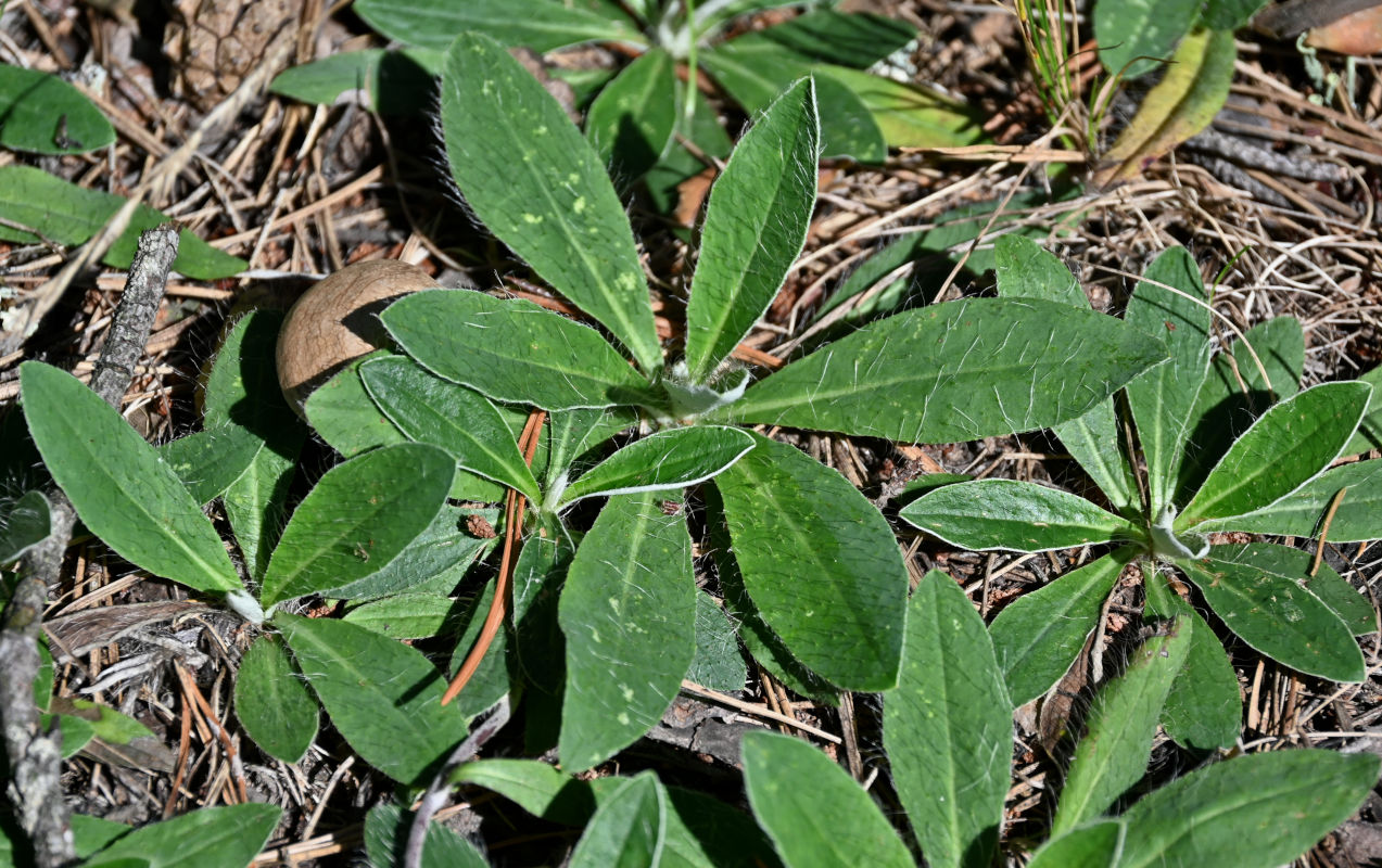 Изображение особи Pilosella officinarum.