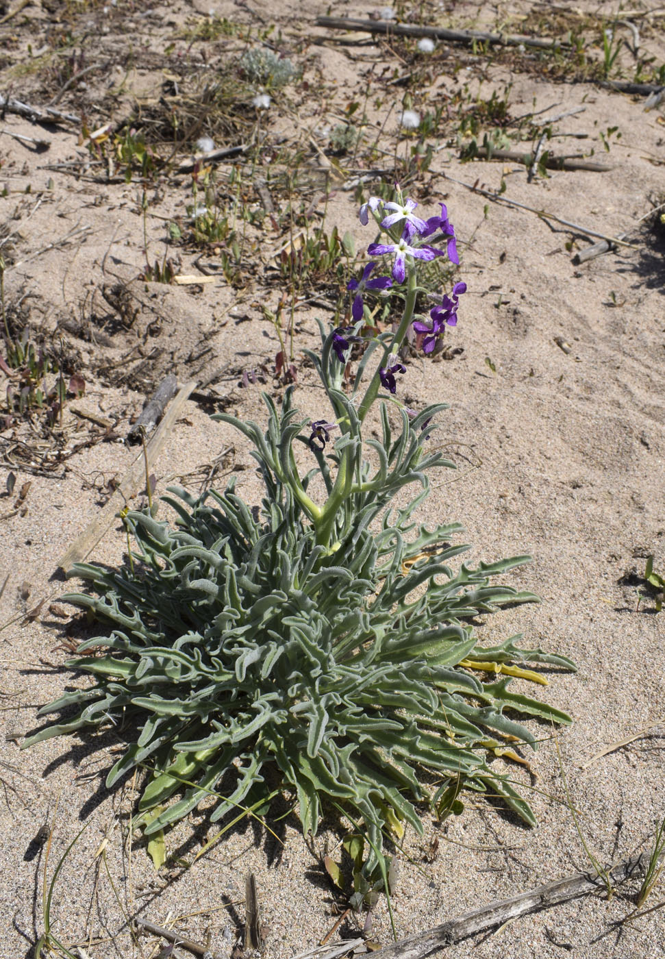 Image of Matthiola sinuata specimen.