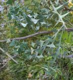 Colletia paradoxa. Часть ветви. Абхазия, г. Сухум, Ботанический сад. 13.08.2024.