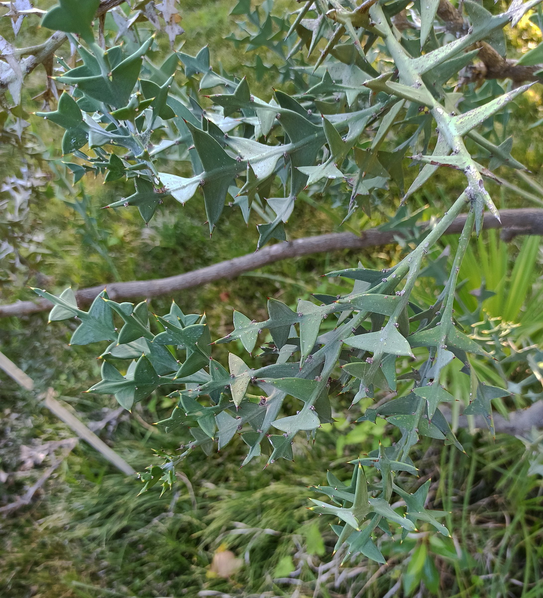 Image of Colletia paradoxa specimen.