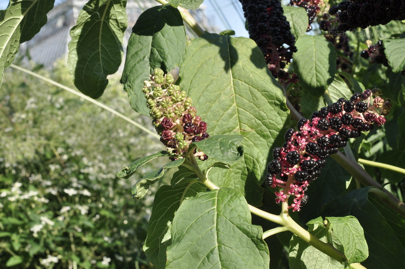 Image of Phytolacca acinosa specimen.