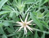 Centaurea iberica