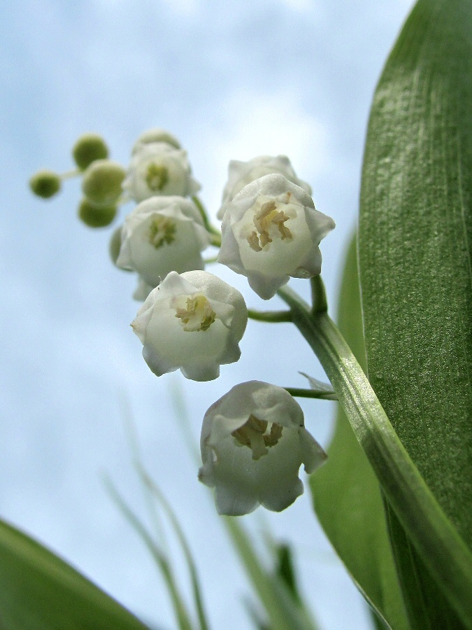Изображение особи Convallaria majalis.