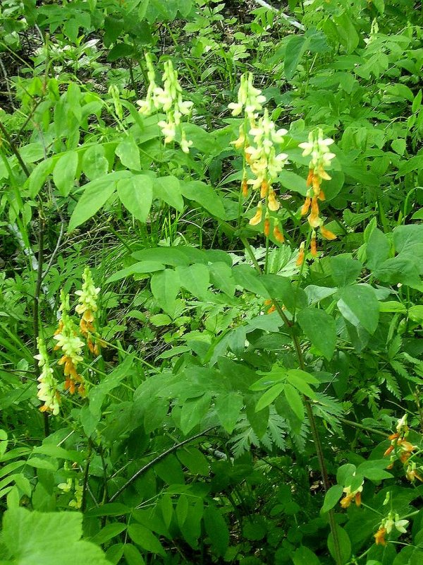 Изображение особи Lathyrus gmelinii.