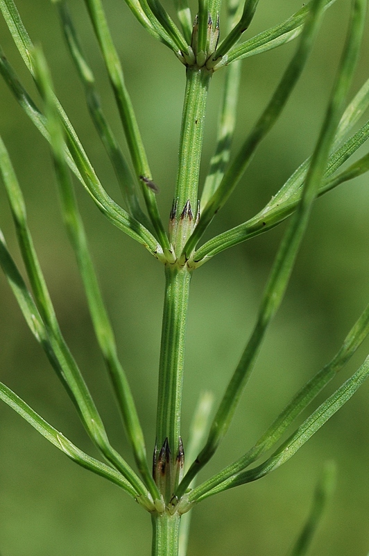 Image of Equisetum arvense specimen.