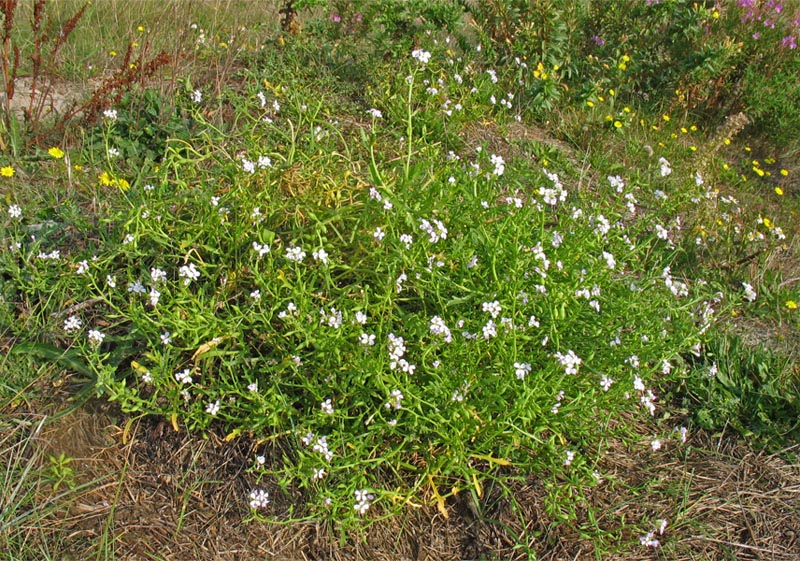 Image of Cakile maritima specimen.