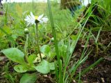 Bellis perennis