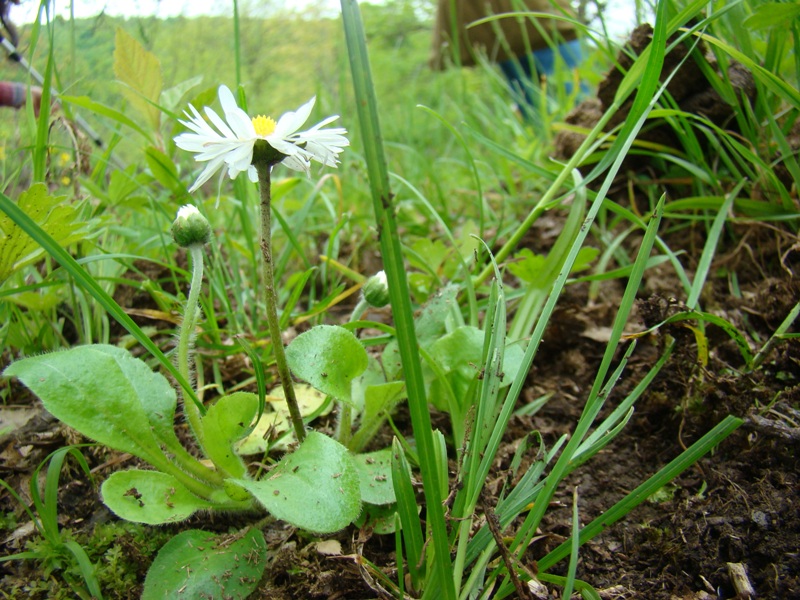 Изображение особи Bellis perennis.