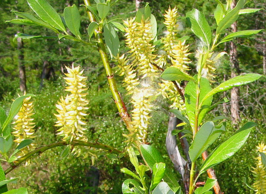 Изображение особи Salix taraikensis.