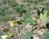 Acer turcomanicum