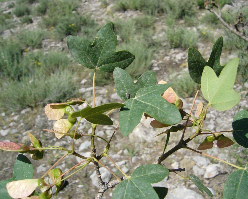 Image of Acer turcomanicum specimen.
