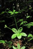 Galium triflorum