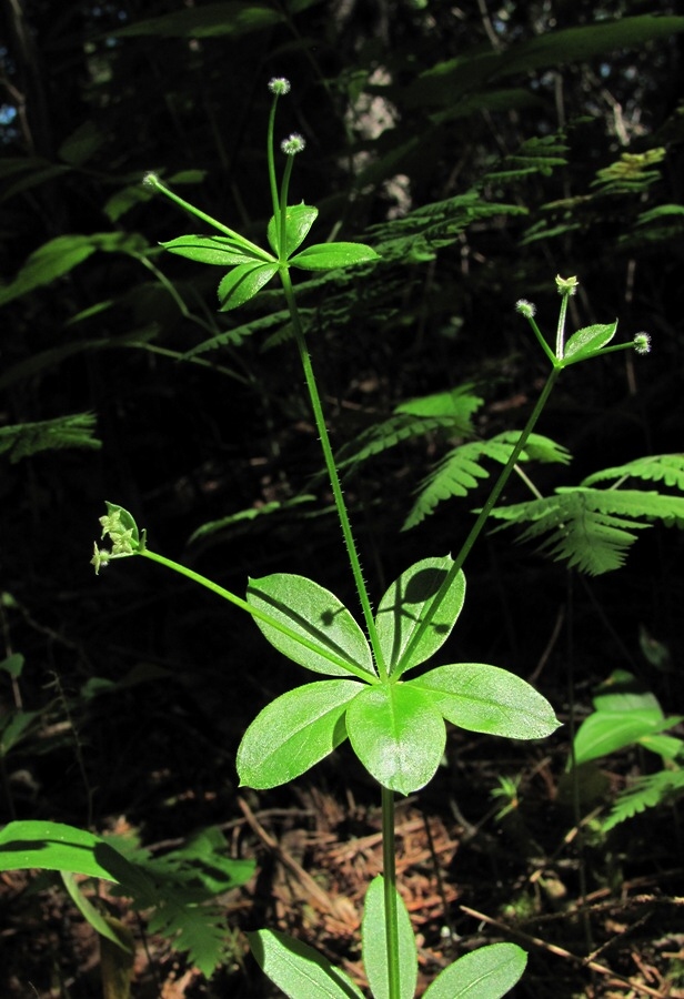 Изображение особи Galium triflorum.