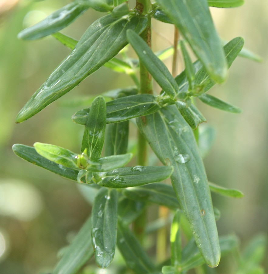 Изображение особи Hypericum elegans.