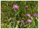 Centaurea jacea